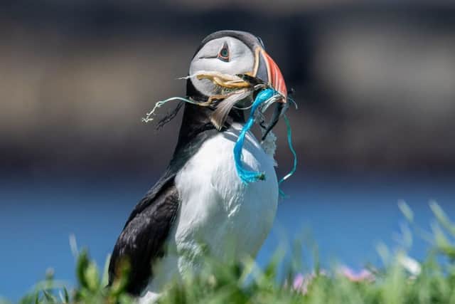 Sad image of a puffin with a mouthful of rubbish.Pic: Marion McMurdo/Solent News/REX/Shutterstock