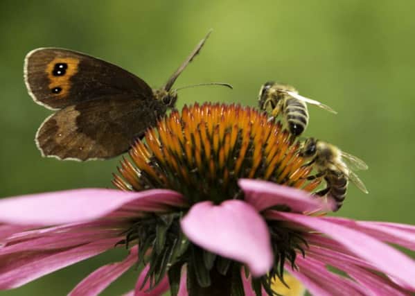 Butterflies and bees are two of the insects most affected by the dominance of human beings across the planet scientists have found. Picture: Getty