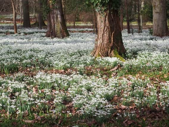 Snowdrops have made their annual return to Scotland