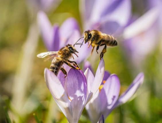 The planet is facing a man-made ecological crisis, highlighted by massive declines in insects and other wildlife. Picture: Frank Rumpenhorst/Getty Images
