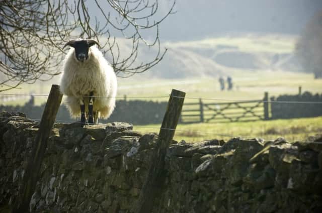 Wool has many environmental benefits unlike synthetic alternatives (Picture: Ian Georgeson)