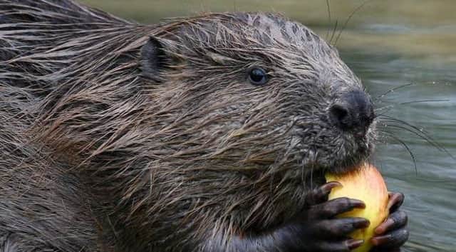 Beavers are to be given legal protection in Scotland, it has been announced. Picture: Gareth Fuller/PA