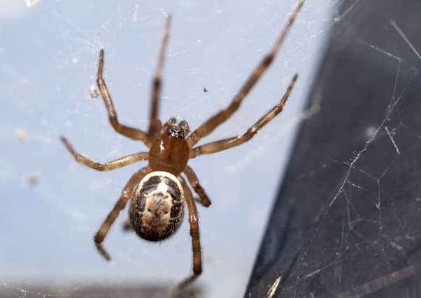 A noble false widow spider has a sting like a bee