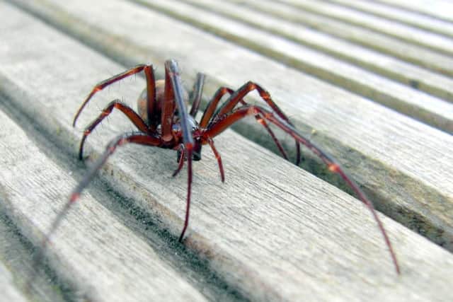 New research predicts Scotland and the UK will experience an invastion of noble false widow spiders, a less lethal relative of the black widow. Picture:Kazam Media/REX/Shutterstock