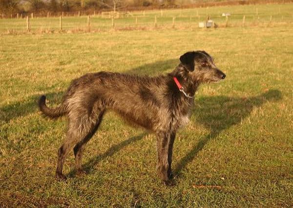 Stock image of a lurcher dog. Picture: Marilyn Peddle/Flickr/ Creative Commons 2.0