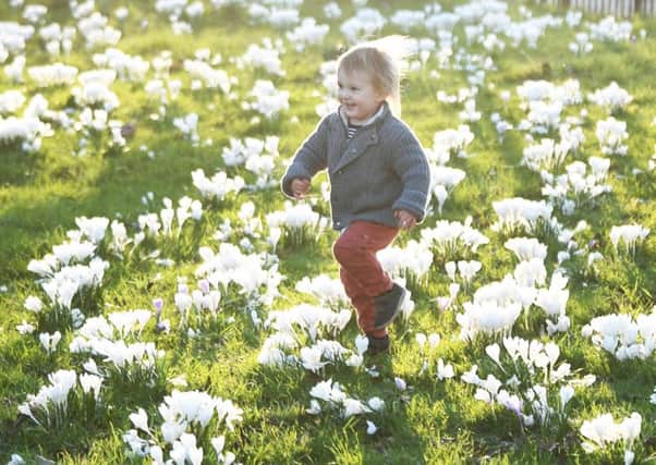 Young Glaswegian Johnny Singleton runs through the early blooms at Queens Park. Picture: John Devlin
