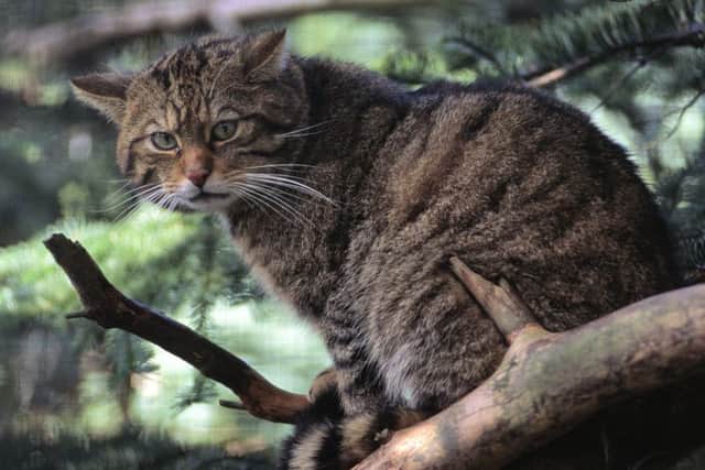 A new report by international experts has concluded there are too few genuine Scottish wildcats left in Scotland to ensure their continued survival in the wild - captive breeding and reintroduction have been suggested as the most viable options to guarantee their future. Picture: Lorne Gill