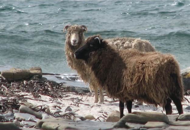 North Ronaldsay sheep. Picture: Wikimedia