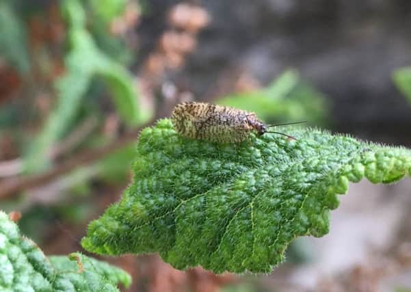 A fire in Holyrood Park in Edinburgh may have had a devastating impact on the rare bordered brown lacewing (Picture: Alasdair Lemon)