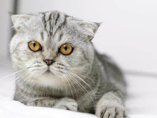 Scottish fold cats have a genetic defect can cause them to have short and painful lives