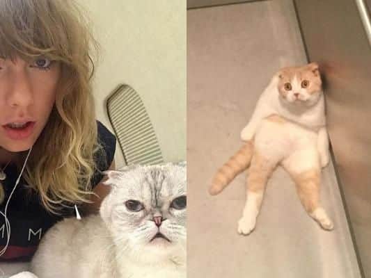 Singers Taylor Swift and Ed Sheeran have helped fuel the popularity of the breed, with both regularly sharing photos of their cats on social media (Photo: Taylor Swift/Ed Sheeran/Instagram)
