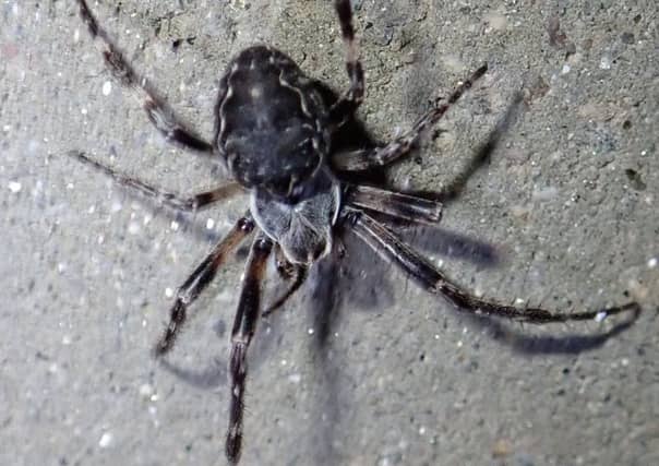Bridge orbweb spiders have been discovered living wild in the Highlands for the first time. Picture: Gus Jones/BSCG