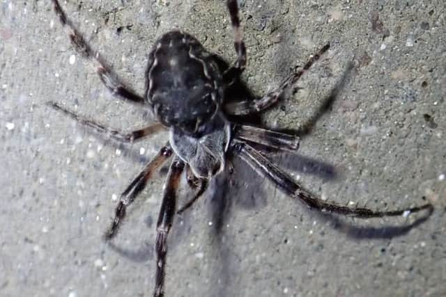 Bridge orbweb spiders have been discovered living wild in the Highlands for the first time. Picture: Gus Jones/BSCG