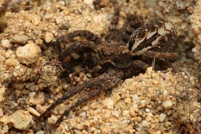 The hairy-footed wolf spider
, which hunts down and pounces of its prey, has also recently been recorded in the Cairngorms national park. Picture: Gus Jones/BSCG