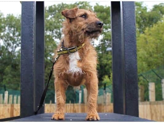 Hedgehog is very much a people dog. He gets to know you pretty quickly and gives you the warmest welcome. He needs someone with terrier experience and is looking for a home with a garden with a 6ft fence with no gaps.