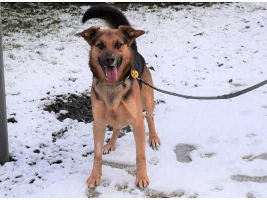 Jonny is instantly friendly with everyone he meets and loves making new human friends. He must be the only pet in the home, with children over the age of 12 years that can give him some space if he needs it.