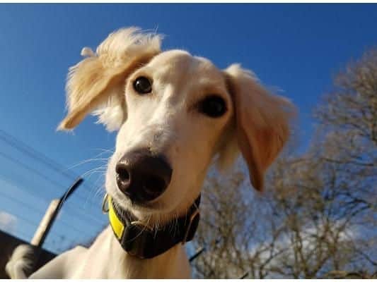 Merlin is a young boy who hasn't had the best start in life. He is looking for a committed home that can give him the time and space to settle. Merlin is looking for a quiet home with a gentle family.