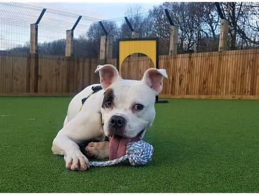 Pandora is a gorgeous dog who will need a committed and patient home. Experience with bull breeds is a must, but she will make a wonderful addition as she is full of fun and just wants to be loved.