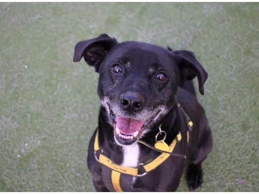 Potter is full of beans and loves to play. He is looking for a home with calm and confident owners who will give him time and space to settle in.