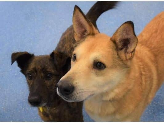 Ricky and Sunny love to play together and would love a garden with a 6ft fence for them to potter around. Having previous experience of owning dogs is required to ensure they get the best start at settling in .