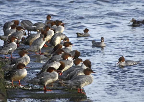Some anglers believe goosanders should be culled (Picture: Angus Bathgate)