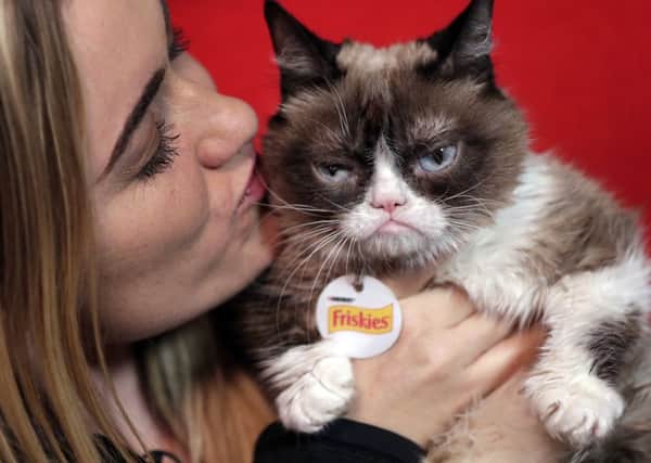 Grumpy Cat, an internet star from 2012, is featuring in the 30th anniversary celebrations of the invention of the World Wide Web (Picture: Richard Drew/AP)
