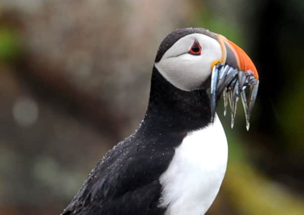 Research into puffin numbers on Fair Isle found the number of breeding pairs had halved in 30 years (Picture: Jane Barlow)