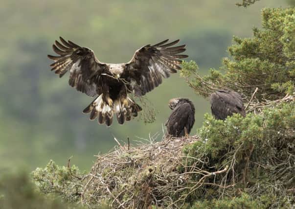 A golden eagle adult female flying into nest site. Picture: Mark Hamblin/REX/Shutterstock