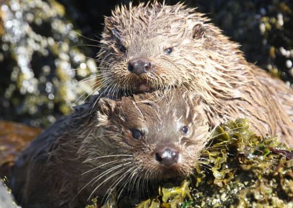 Two otter cubs take to the water in Shetland. Photograph: Ross Lawford