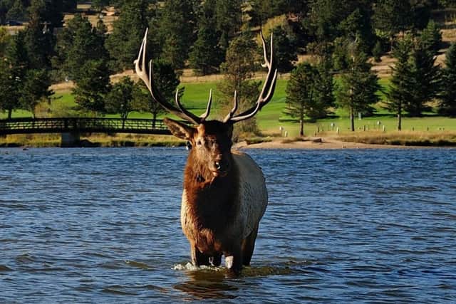 Estes Park is awash with wildlife, including elks. Credit-Darcy-Kiefel.