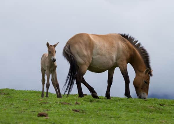 Once extinct in the wild, Przewalksi's horse and foal at Highland Wildlife Park