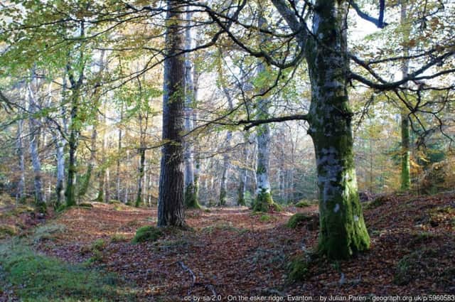 Paths for All identified several ways in which Evanton Community Woodland could be made more accessible. Picture: Julian Paren/Geograph