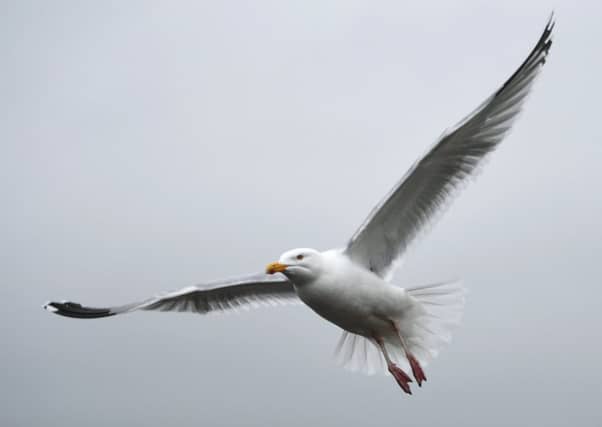 Gull eggs are to be dipped in liquid paraffin in a bid to cut the bird's numbers. Picture: John Devlin