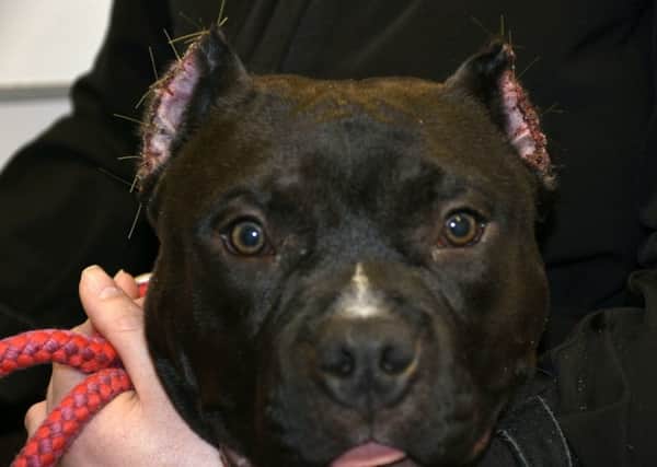 The American Bully dog, named Russia, who had its ears illegally cropped by two female dog breeders, Dawn and Louise Hillbeck, who have been given a one year conduct requirement order, 80 hours community payback and a five year ban on dealing and trading dogs . Picture: SWNS