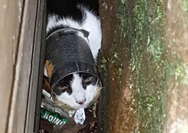 The cat found with its head stuck in a tin can by the Scottish SPCA.Campbeltown, Argyll and Bute. Picture: SWNS