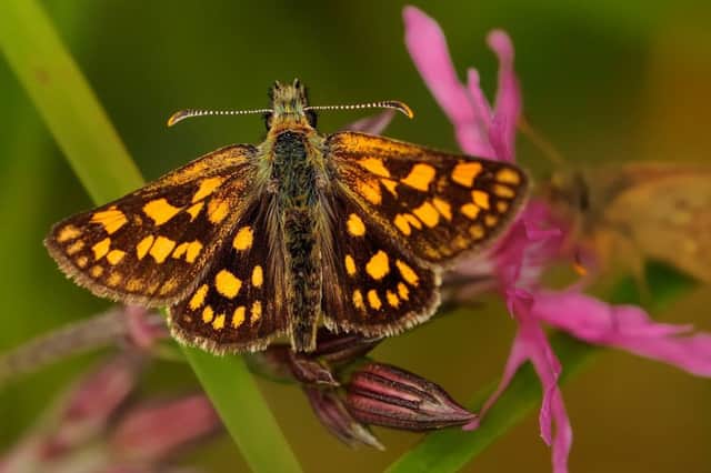 A carterocephalus palaemon - a rare type of butterfly found in Scotland