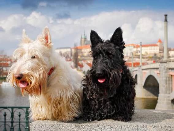 Which Scottish dog breed is your spirit animal?
