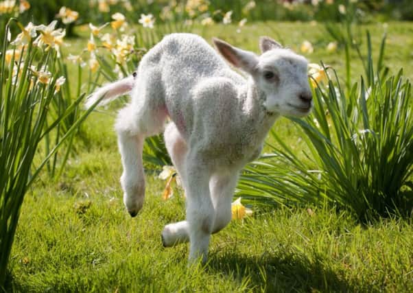 Daffodills and lambs may be the happy harbingers of spring, but so are the increased bills for millions of households as taxes and rates go up for essentials. Picture: Andrew Hasson/REX/Shutterstock