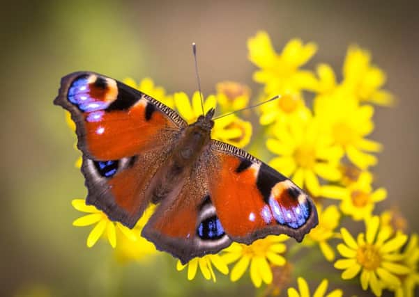 Butterflies are among species that are now flying much earlier than 50 years ago. Picture: Getty