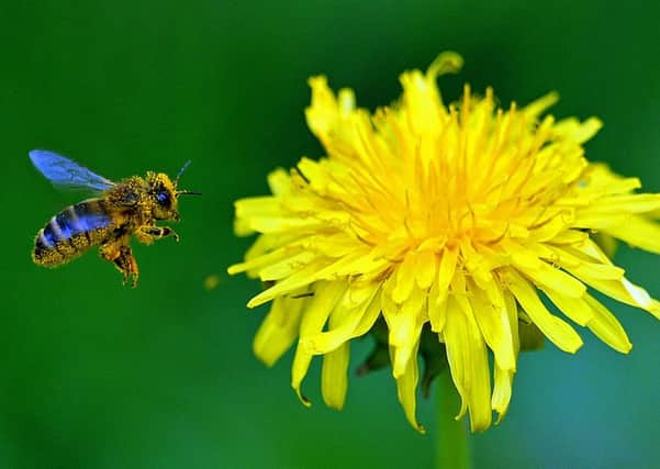 A bee flies next to a dandelion flower on a spring day. Picture: Janek Skarzynski/AFP/Getty Images