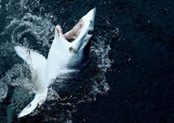 A shortfin mako shark is caught in a fishing competition in the North Atlantic (Picture: Maddie Meyer/Getty Images)