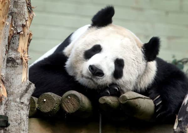 Tian Tian the female Giant Panda at Edinburgh Zoo. Picture: SWNS