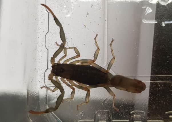 A scorpion, which was found by a student in her suitcase after returning from a trip to South Africa. Picture: RSPCA/PA Wire