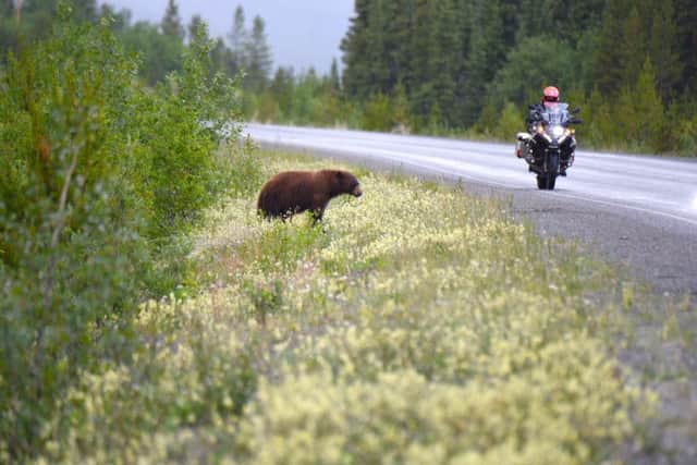 Bears can be seen by the roadside on the Alaskan Highway.  Picture: Lisa Young