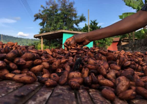 Ecometrica will launch a tool to monitor forests using satellite technology help cocoa companies end deforestation. Picture: Lewis Rattray