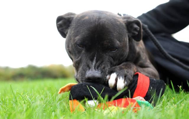 Demand for SSPCA services has reached an all-time high. Picture: Lisa Ferguson