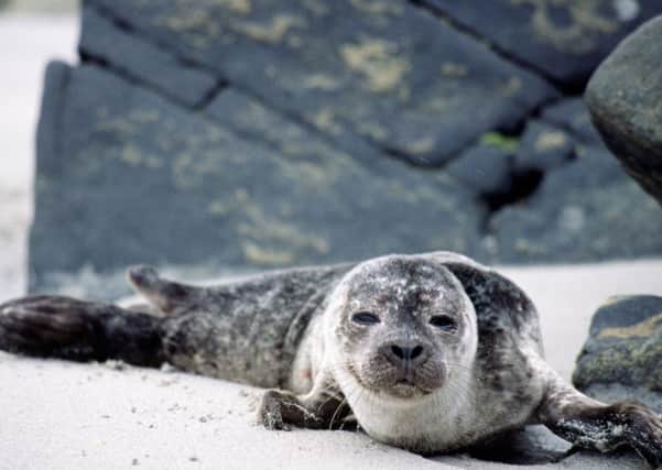 Seals can become agitated and stampede into the sea if disturbed by people and pets getting too close. Picture: Lorne Gill/SNH