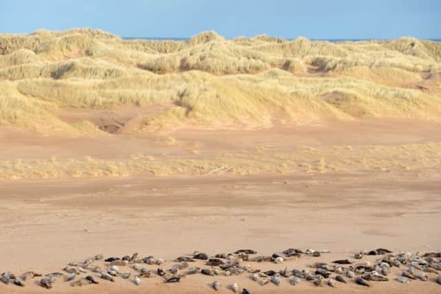 A beach on the Ythan estuary, in Forvie national nature reserve in Aberdeenshire, is a protected haul-out site for grey seals. 
Picture: Lorne Gill/SNH