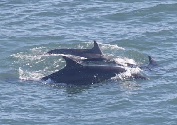 A Scottish pod of bottlenose dolphins seen off the coast of Yorkshire. Picture: Flamborough Bird Observatory