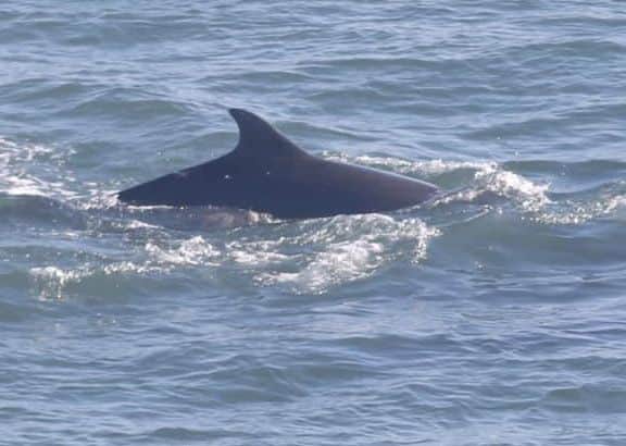 The dolphins are from the Moray Firth. 
Picture: Flamborough Bird Observatory